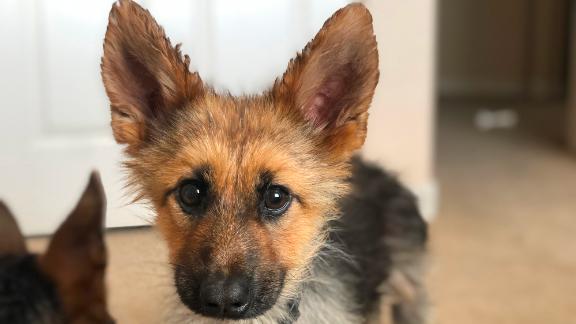 german shepherd puppy fur