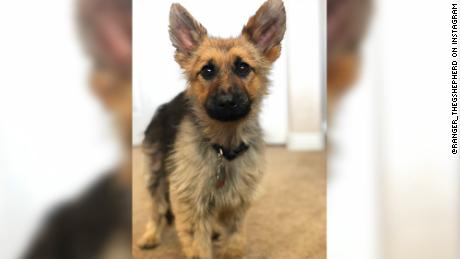 large german shepherd puppies