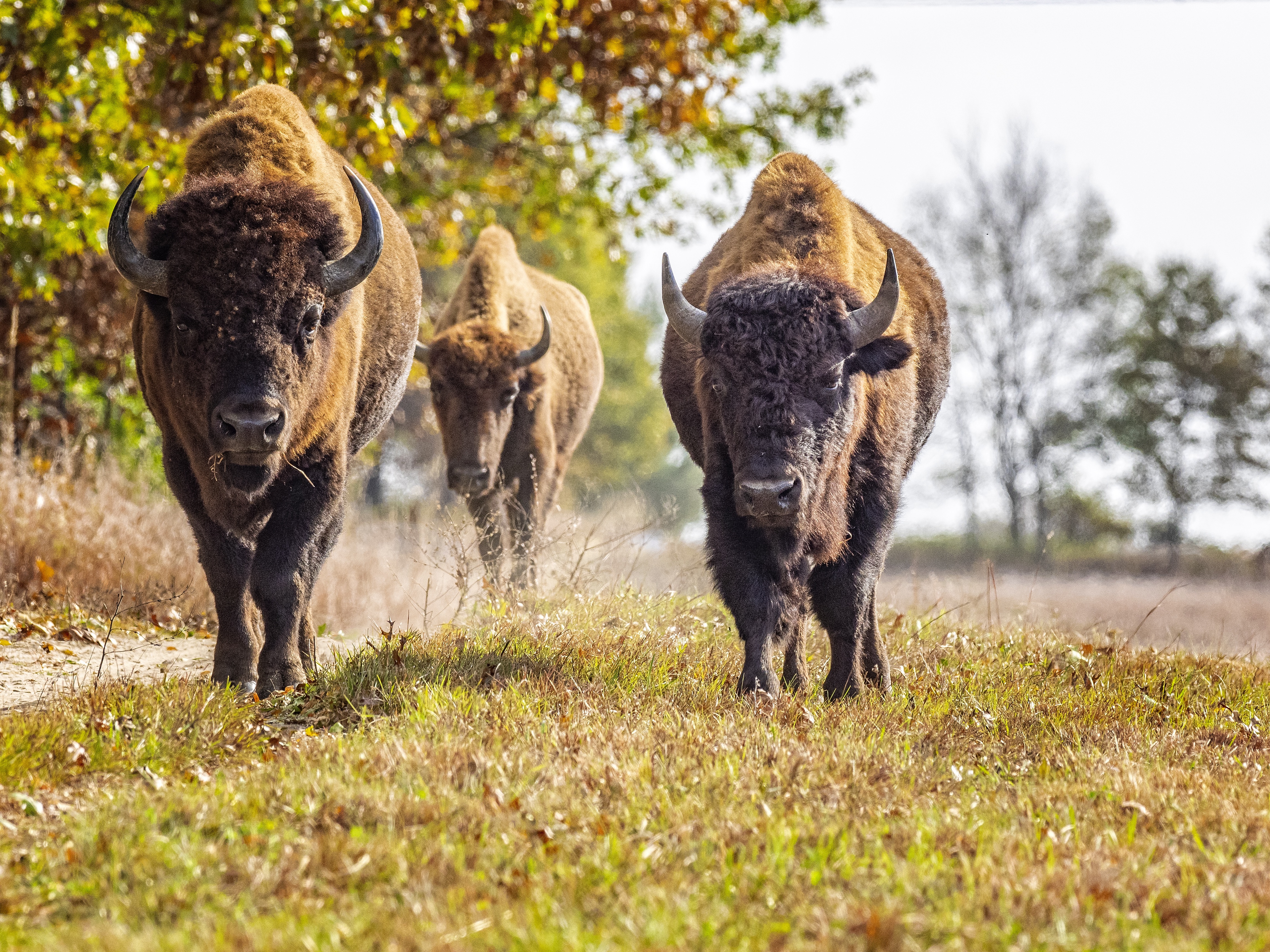 Bringing Back Bison Could Help Restore America S Lost Prairie Cnn