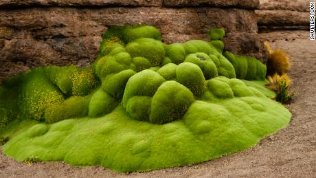 Where to see the oldest living things on Earth