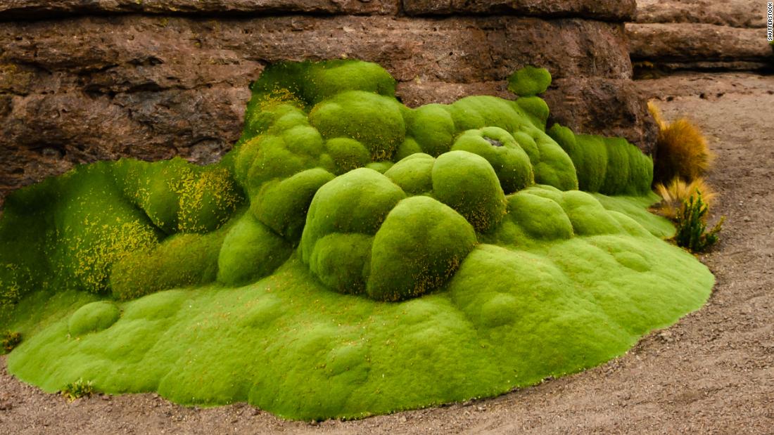 where-to-see-the-oldest-living-things-on-earth-cnn-travel