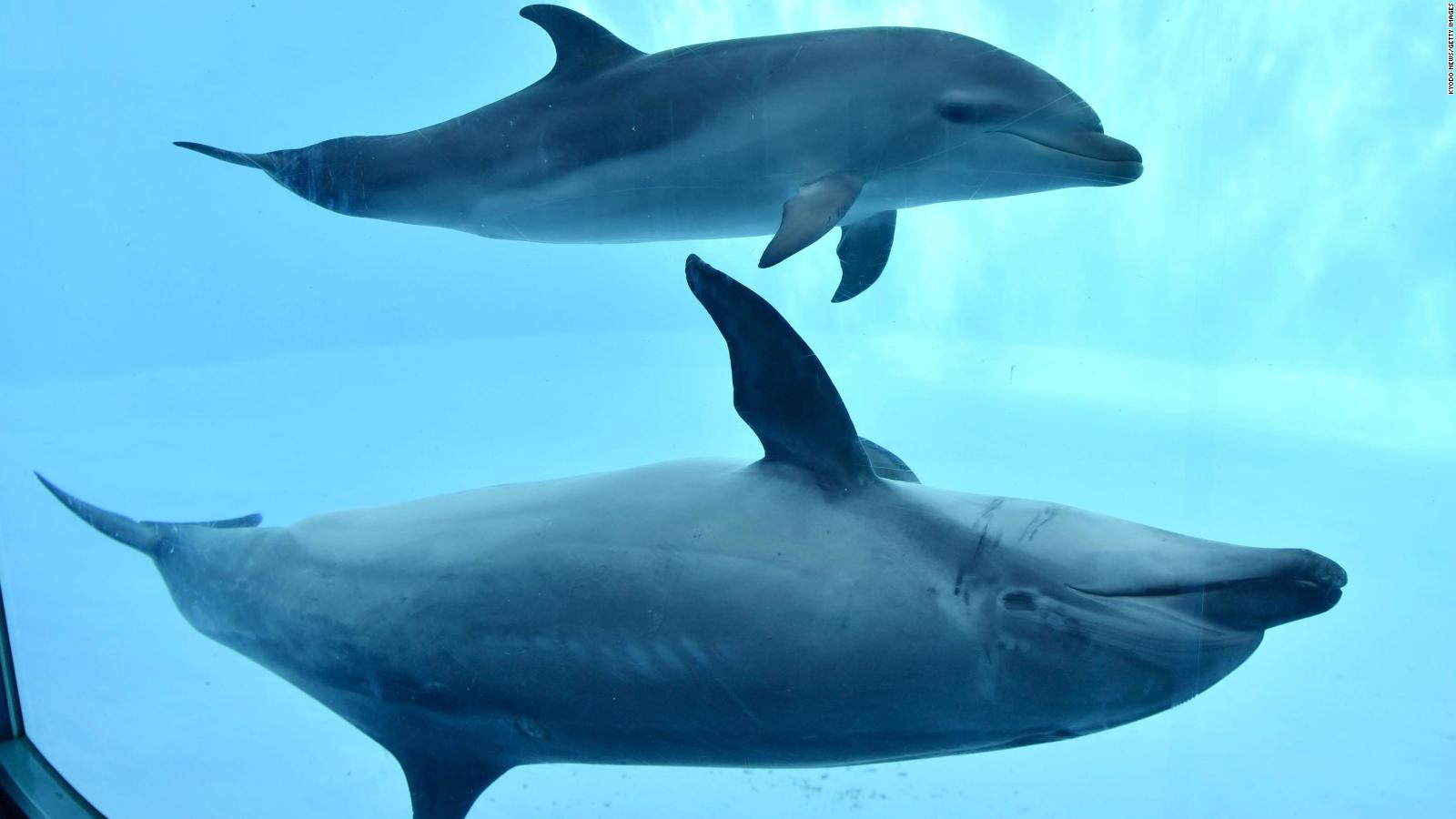 Male Bottlenose Dolphins Form Gangs To Get A Mate Cnn