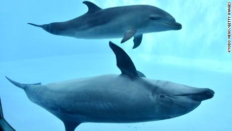 It's not just humans who are right-handed.  Dolphins also have a dominant side
