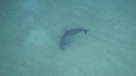 The study found that all but one dolphin of the community studied favored their right hand side when scanning the sea bed for food. 