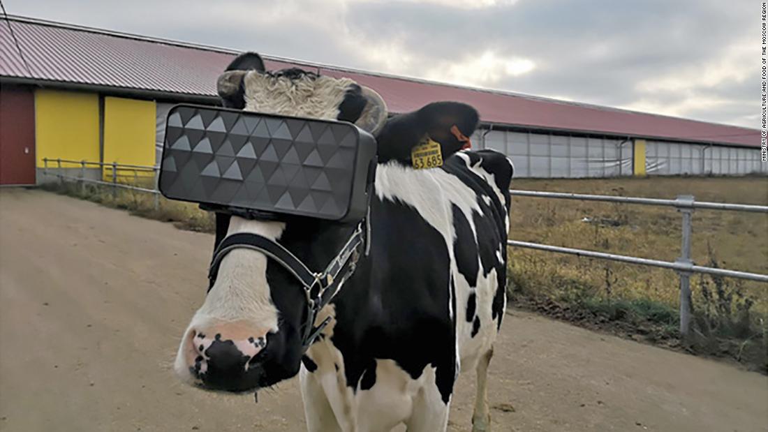 Russian Dairy Farmers Gave Cows Vr Goggles With Hopes They Would Be 