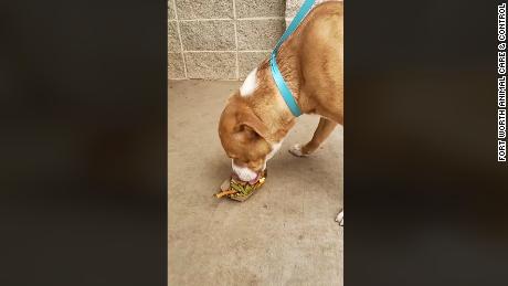 Reilly, one of the dogs at the shelter who is waiting to be adopted, devoured his Thanksgiving meal a day early.