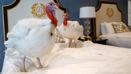 Two male turkeys from North Carolina named Bread and Butter, that will be pardoned by President Donald Trump, hang out in their hotel room at the Willard InterContinental Hotel, Monday, Nov. 25, 2019, in Washington. The turkeys will be pardoned by the president during a ceremony at the White House ahead of Thanksgiving.