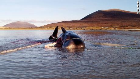The young male sperm whale became stranded on the Isle of Harris in Scotland&#39;s Outer Hebrides.