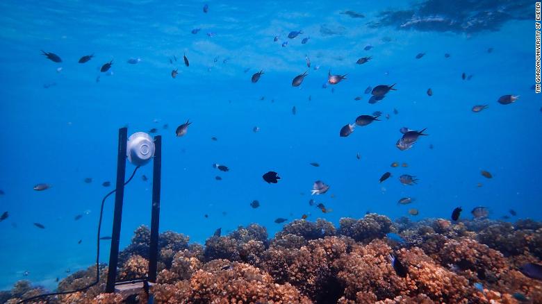 An underwater loudspeaker on a coral reef.