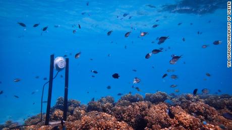 An underwater loudspeaker on a coral reef.