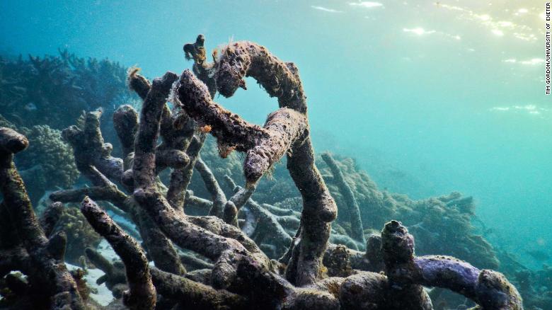 The Great Barrier Reef is the most damaged in history