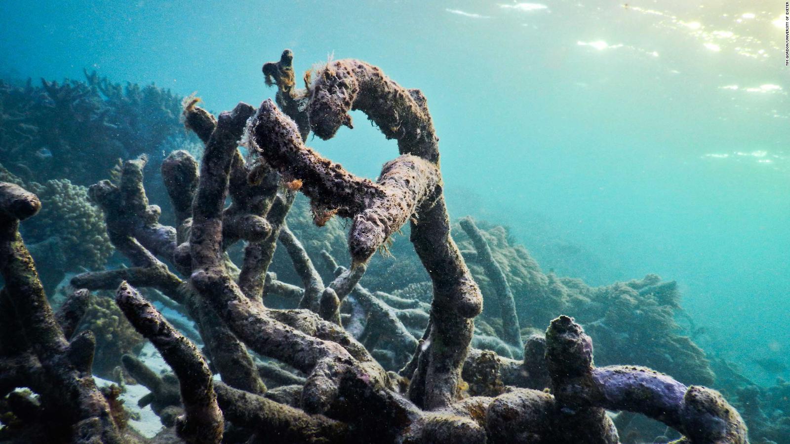 Great Barrier Reef Suffers Third Mass Bleaching Event In Five Years Cnn