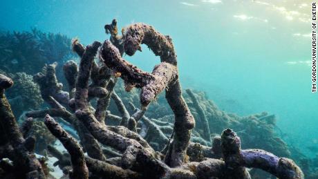 Dead coral rubble on the recently-damaged Great Barrier Reef 