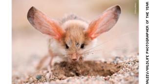 Shot of two squabbling mice on the London Underground wins wildlife award | CNN Travel