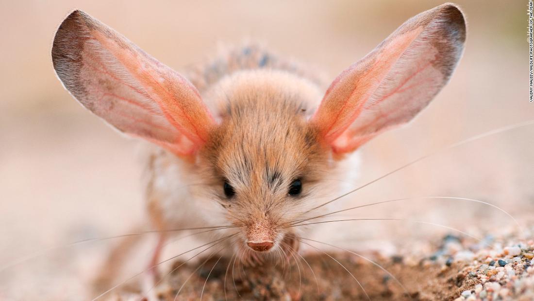 Wildlife Photographer of the Year LUMIX People's Choice Award shortlist