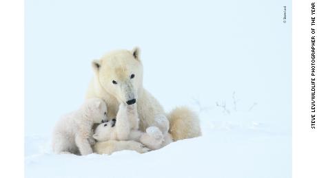 Polar bears are getting thinner and having fewer cubs.  This is due to the melting sea ice