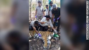 Tiger Takes Record-Breaking 800-Mile Trek Across India, Smart News