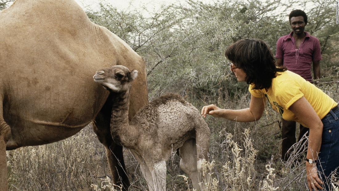 Building on the success of songs like &quot;Blue Bayou&quot; and &quot;Heat Wave,&quot; Ronstadt -- seen here with a mother and baby camel during her African safari in Nairobi, Kenya in 1979 -- became a mega-star performing in sold-out arenas.