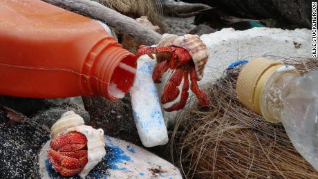 Hermit crabs are confusing plastic for shells and it&#39;s killing them