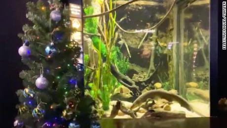 An electric eel named Miguel Wattson is powering lights on a Christmas tree at the Tennessee Aquarium