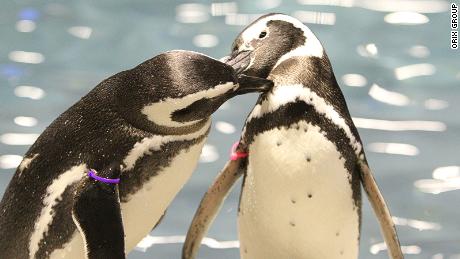 Japan aquarium penguins&#39; love relationships