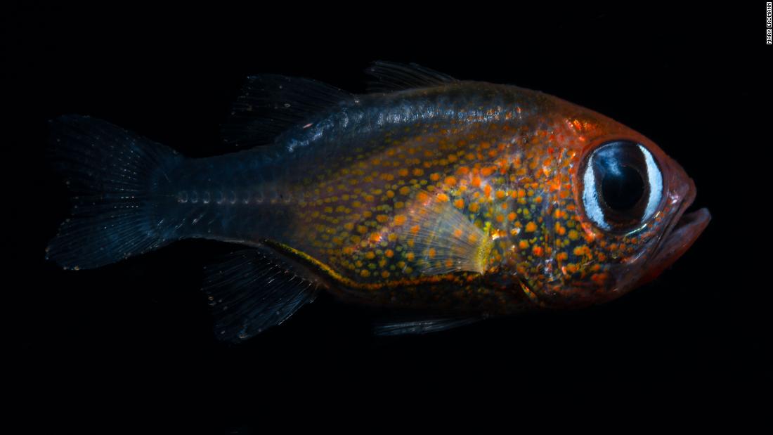 This cat-eyed cardinalfish found in Papua New Guinea is one of the new fish species found in 2019. 