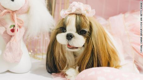 A dressed-up dog is seen during Pet Fair Asia 2019 at Shanghai New International Expo Centre (SNIEC) on August 21 in Shanghai, China.