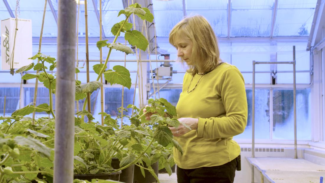 How gene editing can defend plants from climate change - CNN