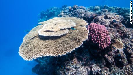 Plate coral on the Great Barrier Reef off Townsville, Australia. 