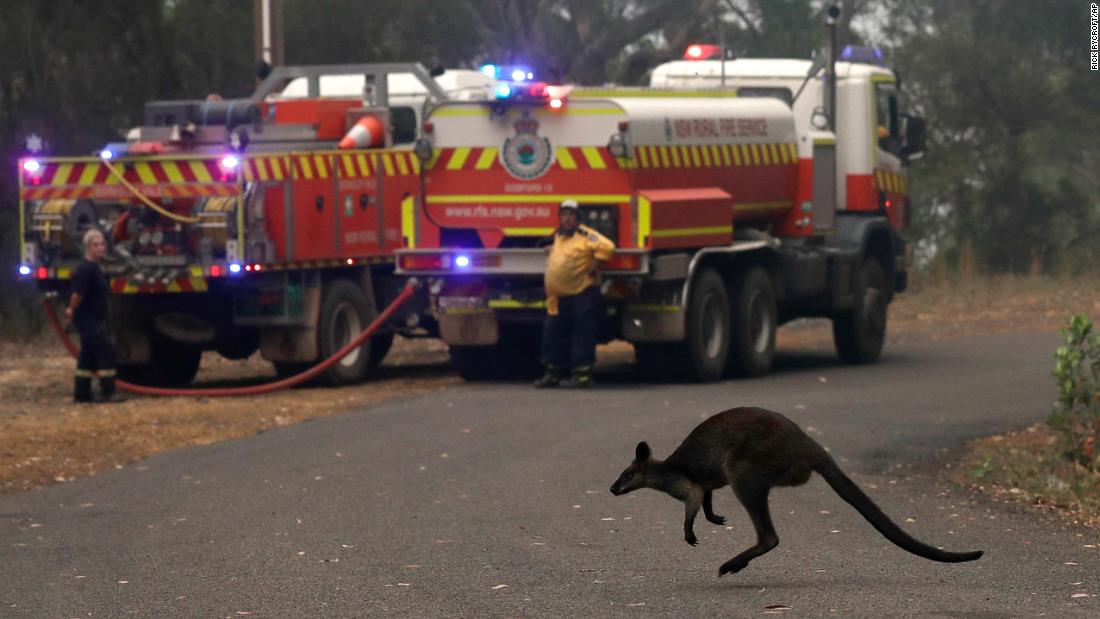 A wallaby flees a fire burning near Mangrove Mountain, north of Sydney, on December 10.