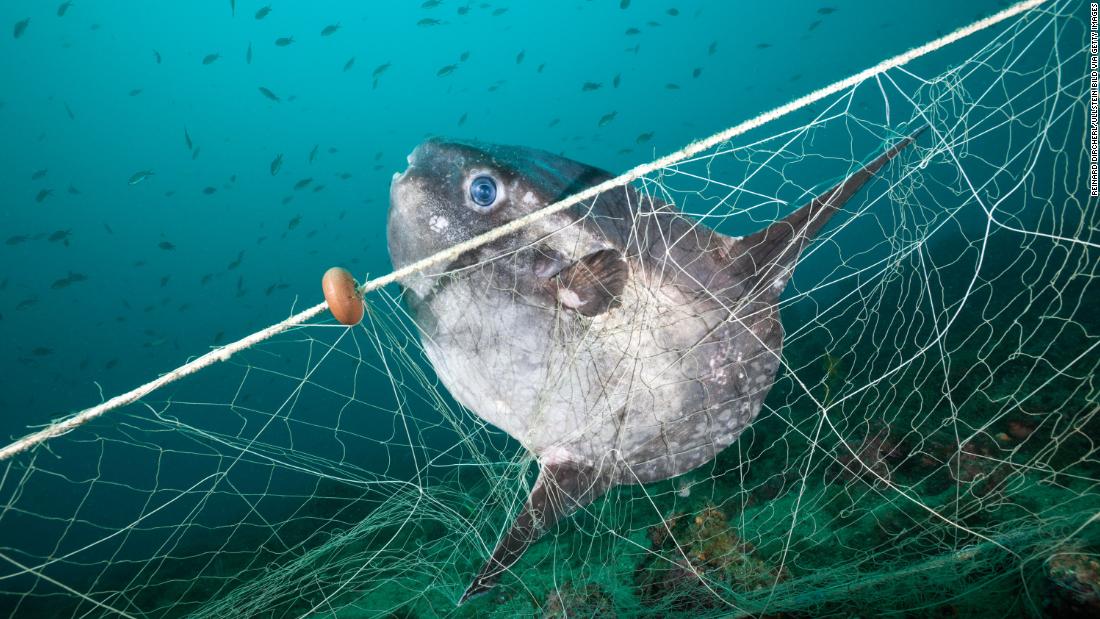 This sunfish has got trapped in a ghost fishing net, off the coast of Spain&#39;s Costa Brava. According to &lt;a href=&quot;https://www.greenpeace.org/international/publication/25438/ghost-gear/&quot; target=&quot;_blank&quot;&gt;Greenpeace&lt;/a&gt;, an estimated 640,000 tonnes of fishing gear is dumped or lost in the ocean every year, making up a significant proportion of all marine plastic waste. The nets can carry on fishing for hundreds of years, killing fish, whales, dolphins, turtles and seabirds. 