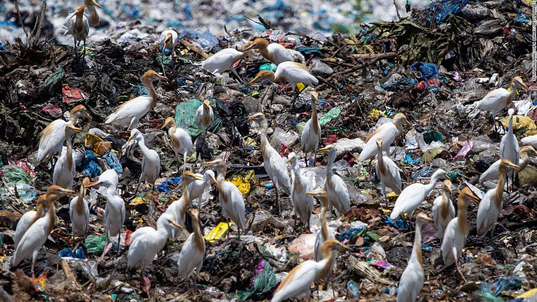 Herons feeding on plastic at a garbage dump near the coast in Aceh province, Indonesia. Indonesia is among the biggest contributors of oceanic plastic.