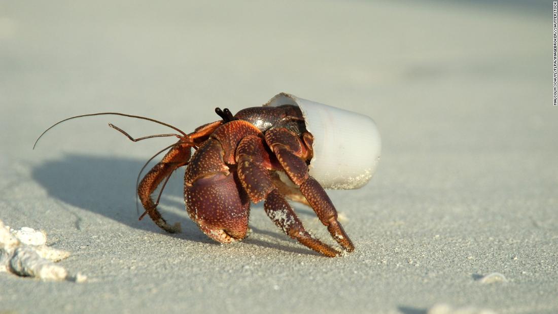 This hermit crab in the Maldives has mistaken a plastic cup for a suitable home. 