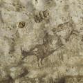02 ancient finds sulawesi cave art