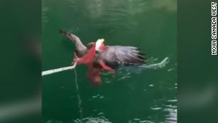 An octopus caught a bald eagle in a death grip, but it survived