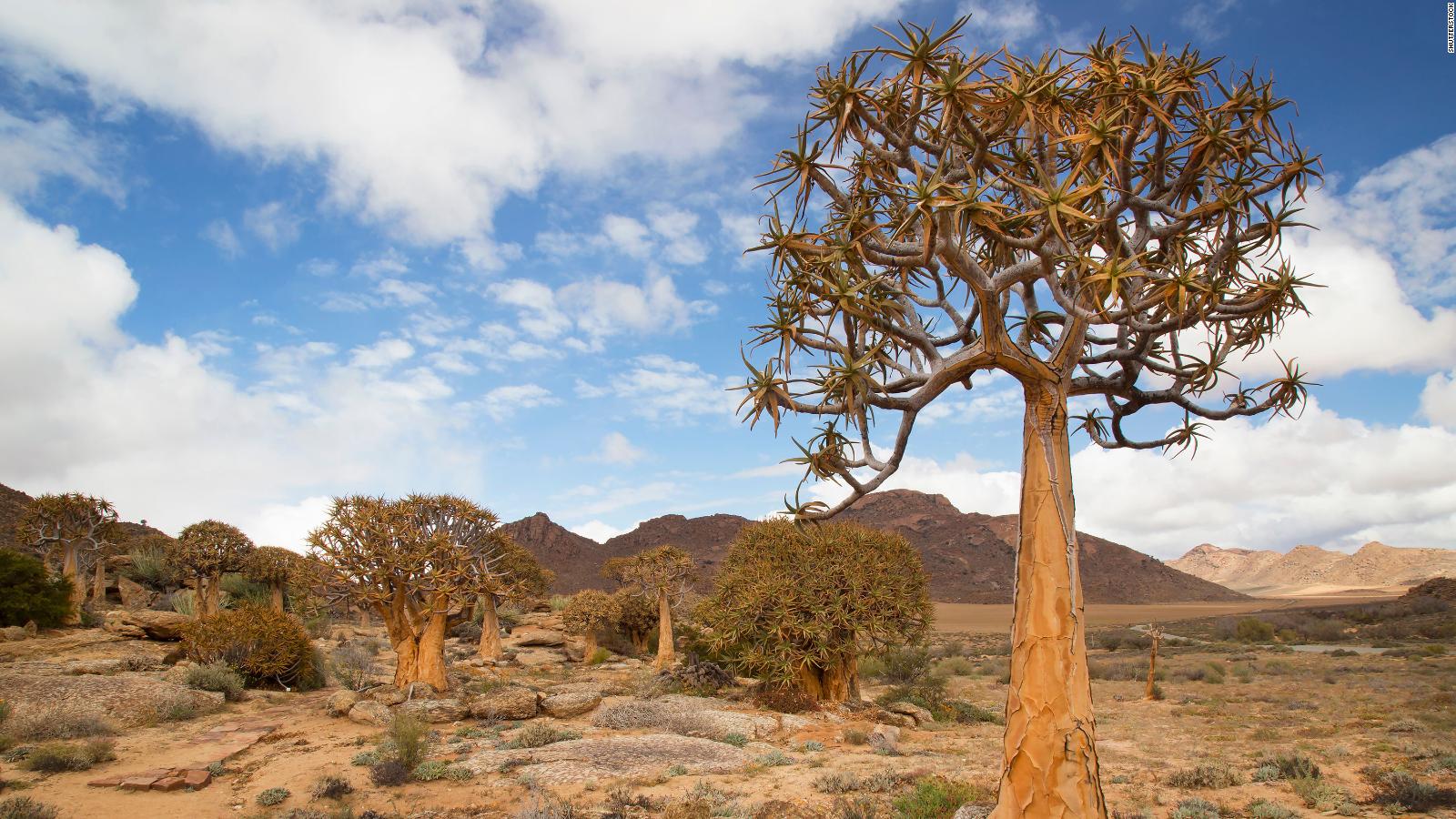 Succulent Karoo: The beautiful desert that's blooming with wildlife - CNN