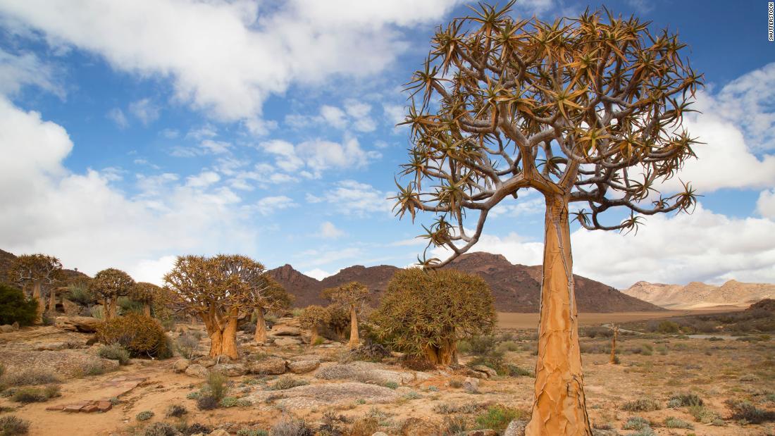 This beautiful desert is blooming with wildlife found nowhere else on Earth