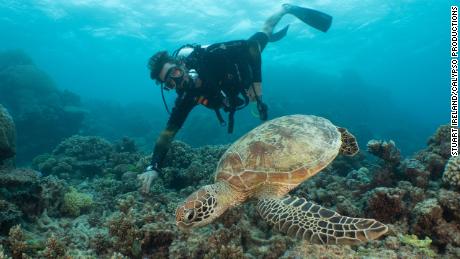 David de Rothschild gets up close to a turtle on the Great Barrier Reef, June 2019.