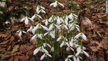 & # 39;  Miracle Berry & # 39;  And sad orchid among 110 plant species identified this year