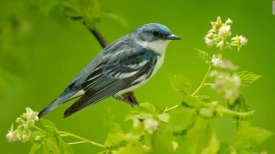 The gorgeous, bright blue, Cerulean warbler, has had its conservation status moved from &quot;vulnerable&quot; to &quot;near threatened.&quot; The tiny, insect-eating, songbirds migrate between their breeding grounds in eastern North America and their winter home in the Andes. Between 1970 and 2014, their populations &lt;a href=&quot;https://www.partnersinflight.org/wp-content/uploads/2016/07/pif-continental-plan-final-spread-7-27-16.pdf&quot; target=&quot;_blank&quot;&gt;declined by 72%&lt;/a&gt; due to mining, logging and agricultural expansion. However, their numbers have grown in recent years, thanks to reduced forest loss and replanting projects. &lt;br /&gt;