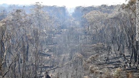 Burnt trees after a bushfire in the Blue Mountains, some 120 kilometres northwest of Sydney on December 18.