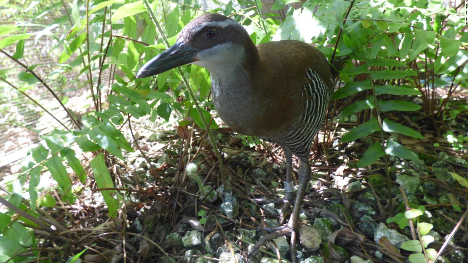 The Guam rail was extinct in the wild for nearly 40 years. Now it's