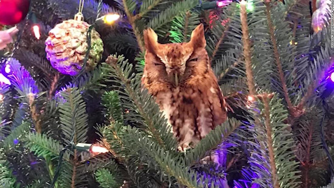 Un búho se hace presente entre los adornos de un árbol de Navidad CNN