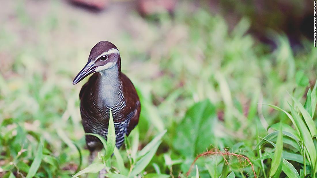 The Guam rail&#39;s native home is a small, remote island in the Pacific Ocean. Predatory snakes accidentally introduced to the island decades ago &lt;a href=&quot;https://edition.cnn.com/2019/12/19/world/guam-rail-brought-back-from-extinction-in-wild-scn-c2e-intl-hnk/index.html&quot; target=&quot;_blank&quot;&gt;have decimated native bird populations,&lt;/a&gt; and without birds to scatter seeds, the birds&#39; forest habitat has thinned out. In 1981, conservationists captured 21 individuals -- all that they could find. They took them into captivity and the bird was declared extinct in the wild.