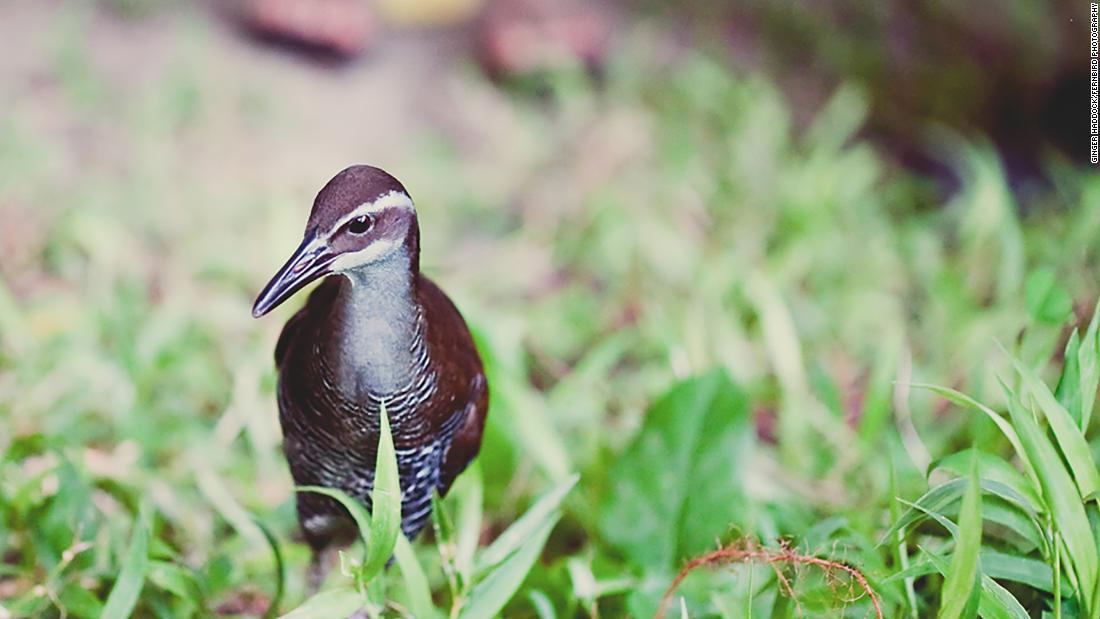 The Guam Rail Was Extinct In The Wild For Nearly 40 Years Now