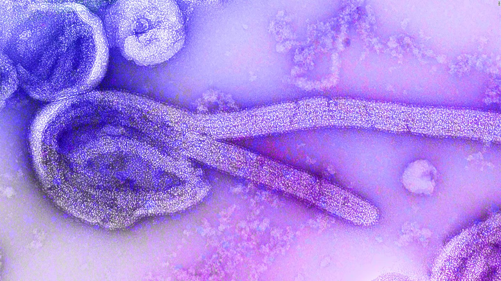 ebola giant microbe