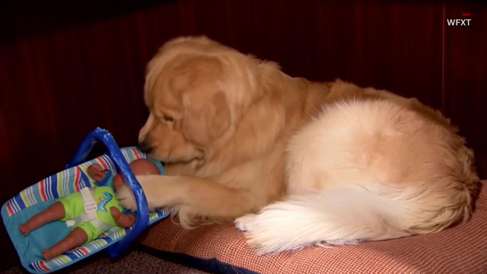 dog hoarding toys in bed