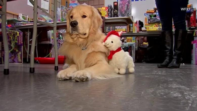 Police Therapy Dog Caught Hoarding Charity Drive Toys