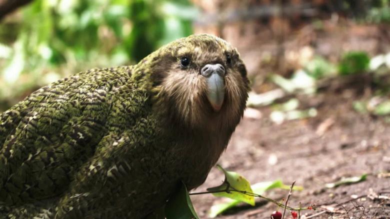 Saving The Kakapo New Zealand S Gorgeous Hilarious Parrot Cnn