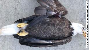 Indiana officials need help finding this eagle's killer